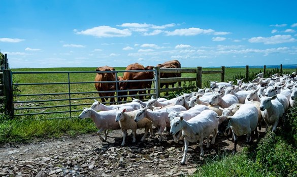 Flock of sheep being moved and cows stood at a gate.